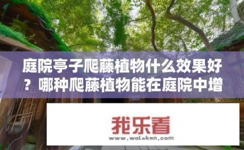 庭院亭子爬藤植物什么效果好？哪种爬藤植物能在庭院中增添生机并提升空气质量?