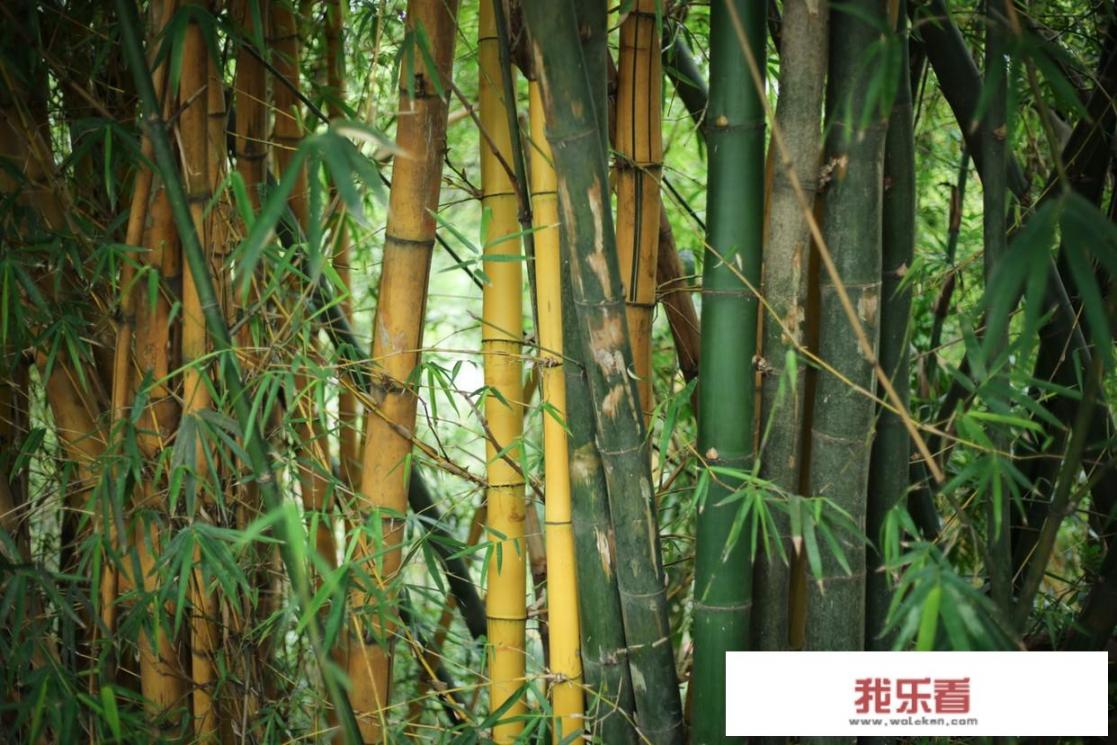 中绿是什么颜色最接近的？