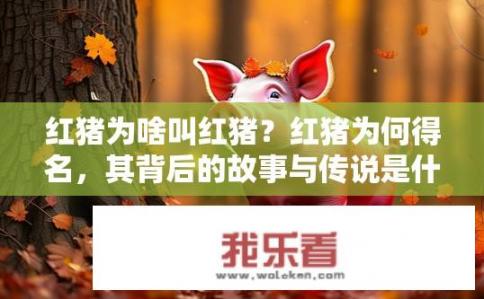 红猪为啥叫红猪？红猪为何得名，其背后的故事与传说是什么?