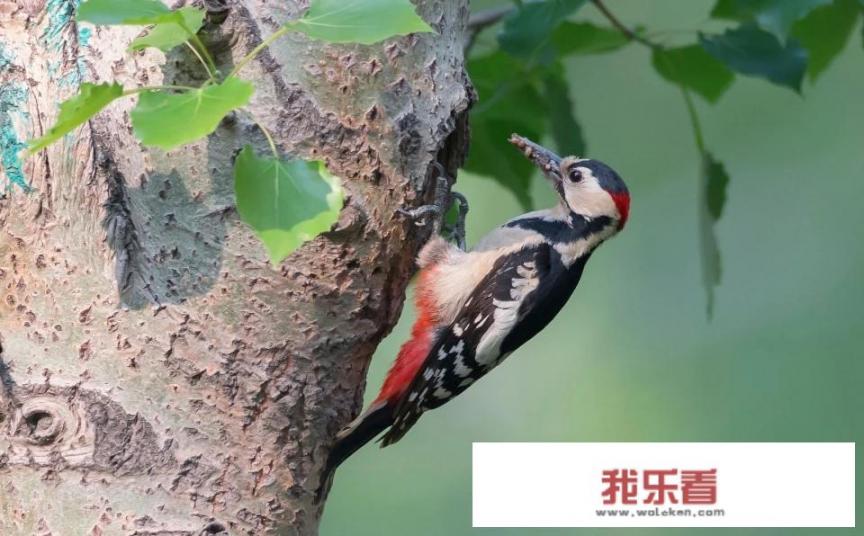 树先生是什么意思网络用语？