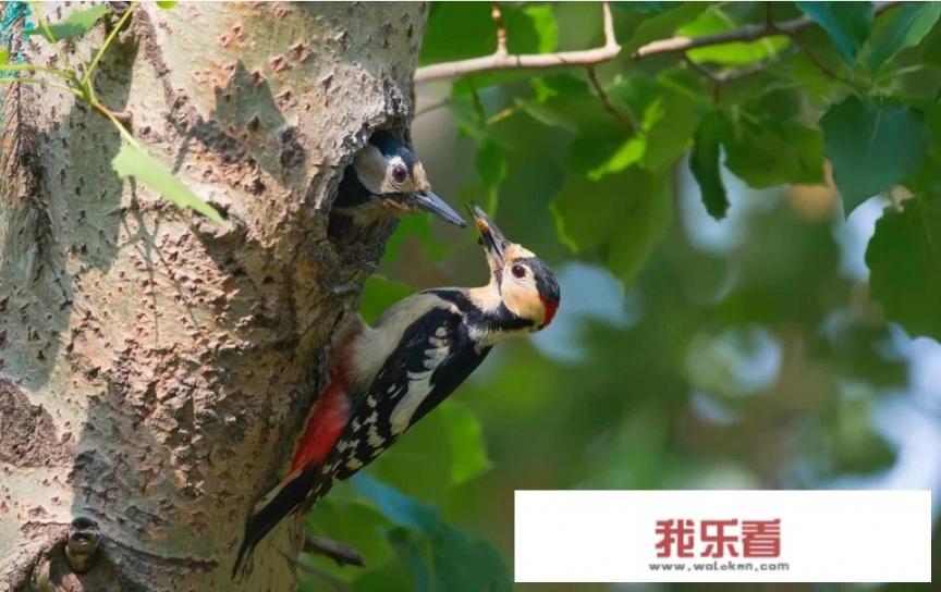 树先生是什么意思网络用语？