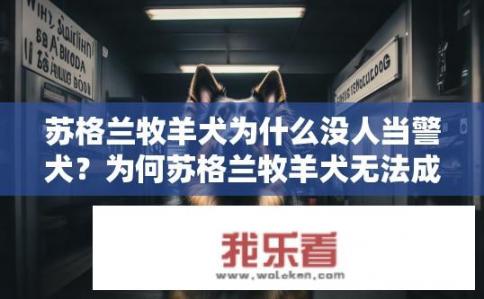 苏格兰牧羊犬为什么没人当警犬？为何苏格兰牧羊犬无法成为警务工作的优秀警犬人选?