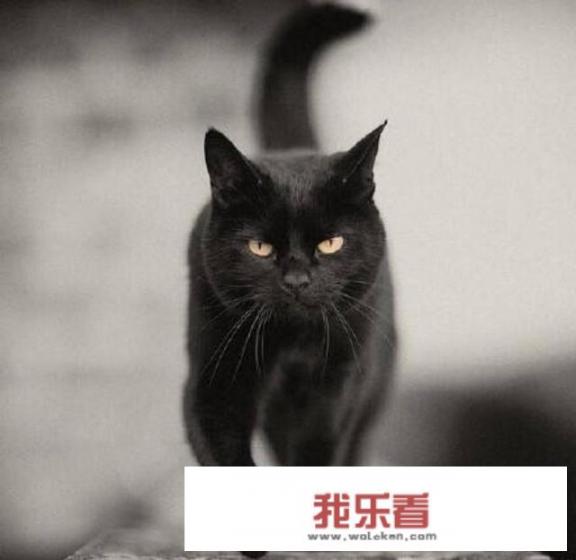 95或96年的哈尔滨猫脸老太太事件是真是假？