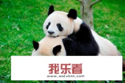 大熊猫的相关资料？