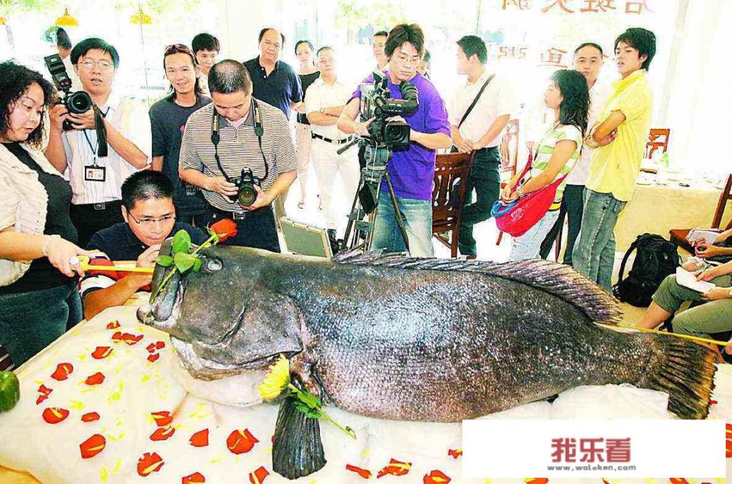 古代龙是任何人都能使用的图案吗？