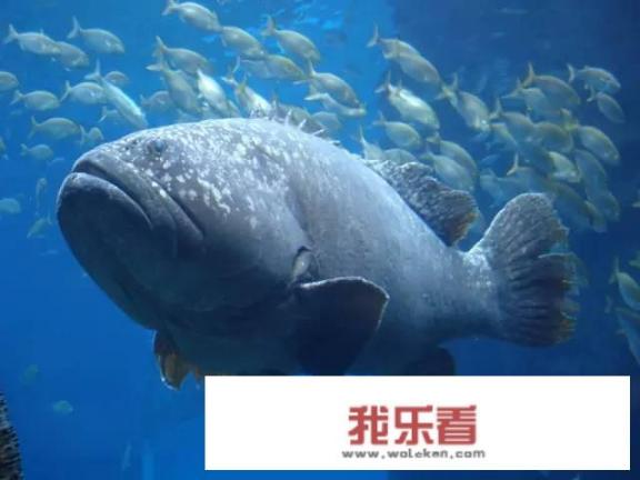 古代龙是任何人都能使用的图案吗？