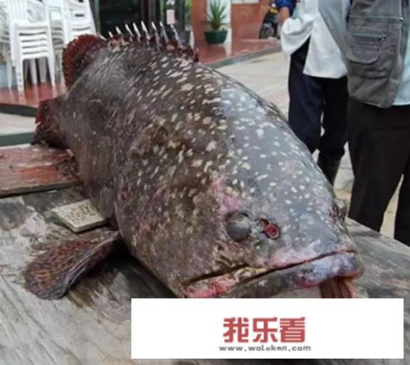 古代龙是任何人都能使用的图案吗？
