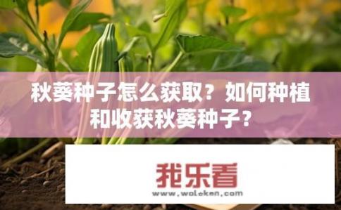 秋葵种子怎么获取？如何种植和收获秋葵种子？