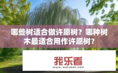 哪些树适合做许愿树？哪种树木最适合用作许愿树？