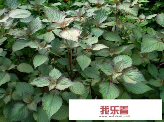 紫苏在农村没人当回事，出口到国外卖的很贵，老外都抢疯了，到底有什么营养价值？