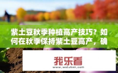 紫土豆秋季种植高产技巧？如何在秋季保持紫土豆高产，确保高品质食材？