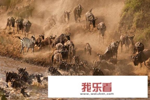 非洲旅游攻略？