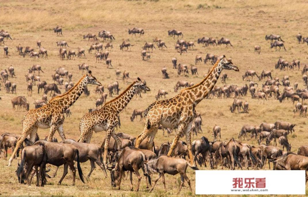 非洲旅游攻略？