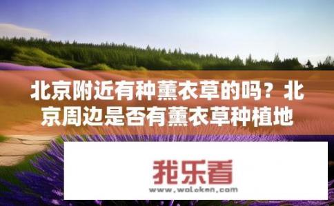 北京附近有种薰衣草的吗？北京周边是否有薰衣草种植地?
