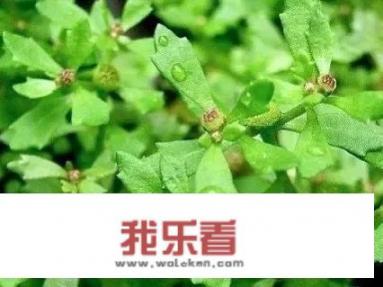 鹅啥意思网络用语？