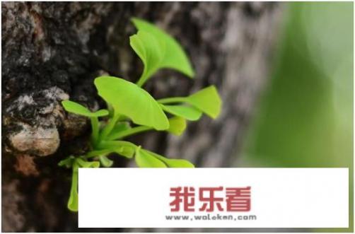 秋银杏树叶为什么会落下来？