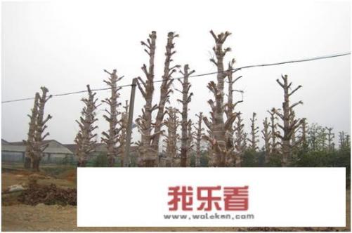 秋银杏树叶为什么会落下来？