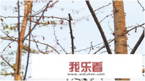 秋银杏树叶为什么会落下来？