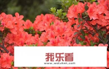 百里杜鹃归黔西还是大方？