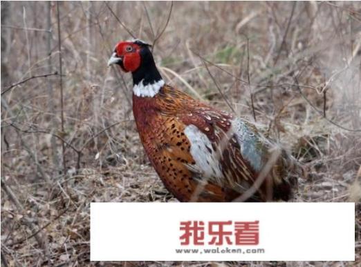 怎样在养殖场挑选野鸡媒？