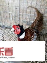 怎样在养殖场挑选野鸡媒？