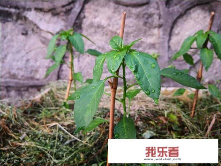 找工作哪个平台最靠谱？