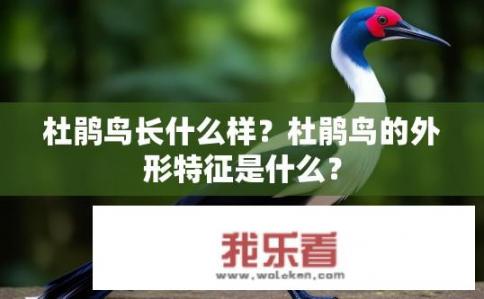 杜鹃鸟长什么样？杜鹃鸟的外形特征是什么？