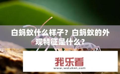 白蚂蚁什么样子？白蚂蚁的外观特征是什么？