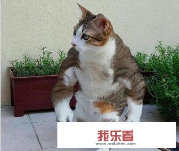 有没有什么可以笑一辈子的或者每天看到就会有好心情的图片？