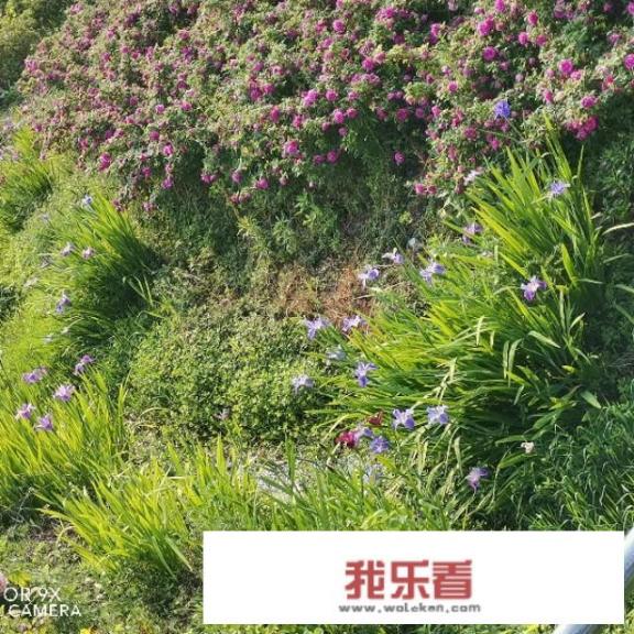 夫妻车过户需要多少钱？