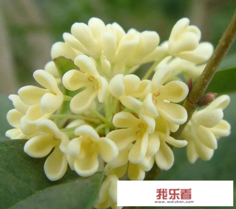 做桂花蜜的方法？