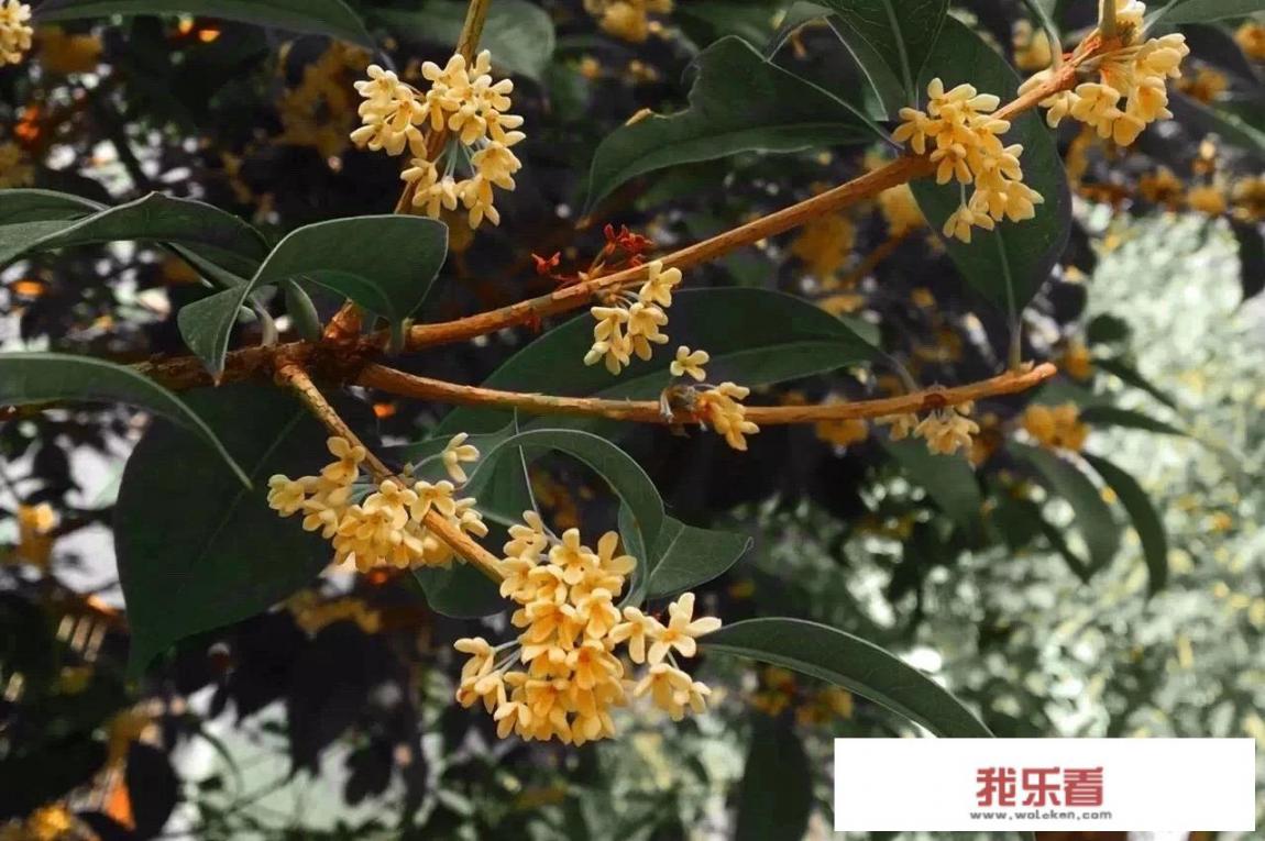 做桂花蜜的方法？
