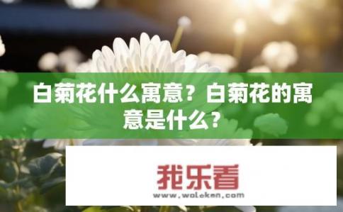 白菊花什么寓意？白菊花的寓意是什么？