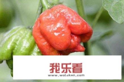 世界上十大最辣辣椒排名？