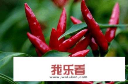 世界上十大最辣辣椒排名？