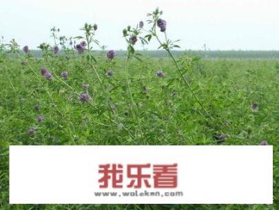 香苜蓿调料怎么用？