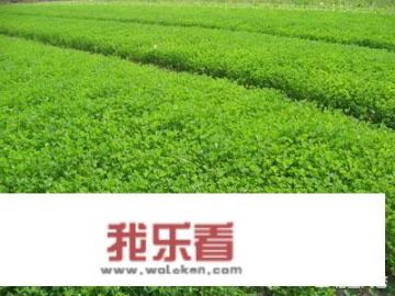 香苜蓿调料怎么用？