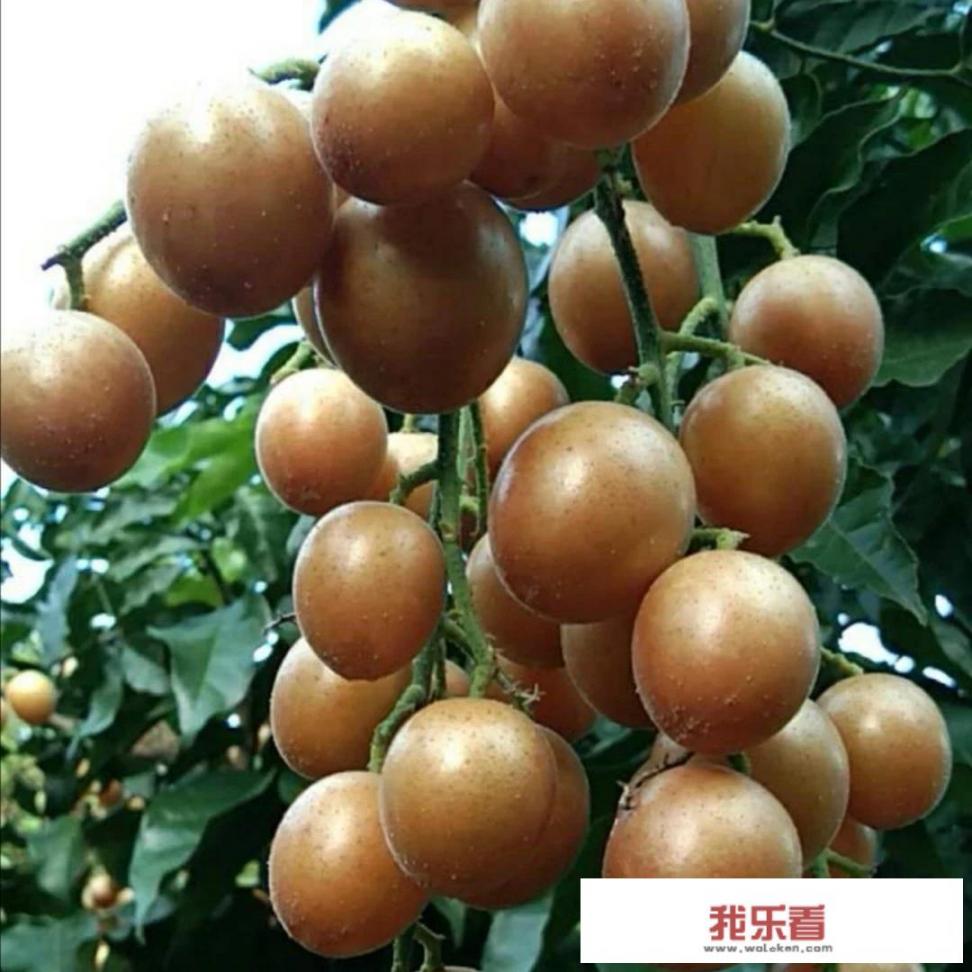 黄皮适合酸性还是碱性土？