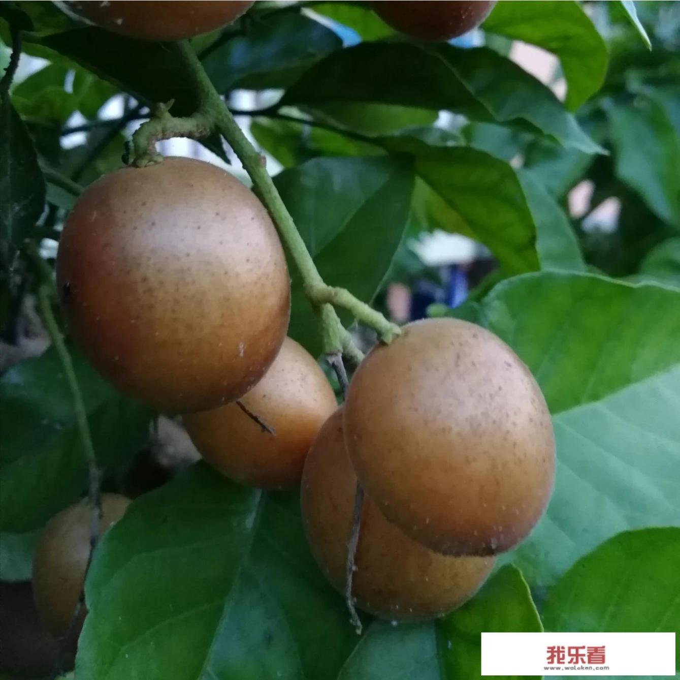 黄皮适合酸性还是碱性土？