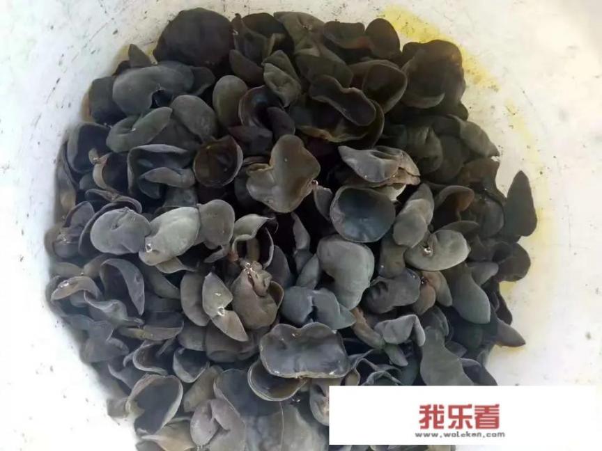 都是东北黑木耳，为什么价格这么大的区别?难道真是贵的好吗？