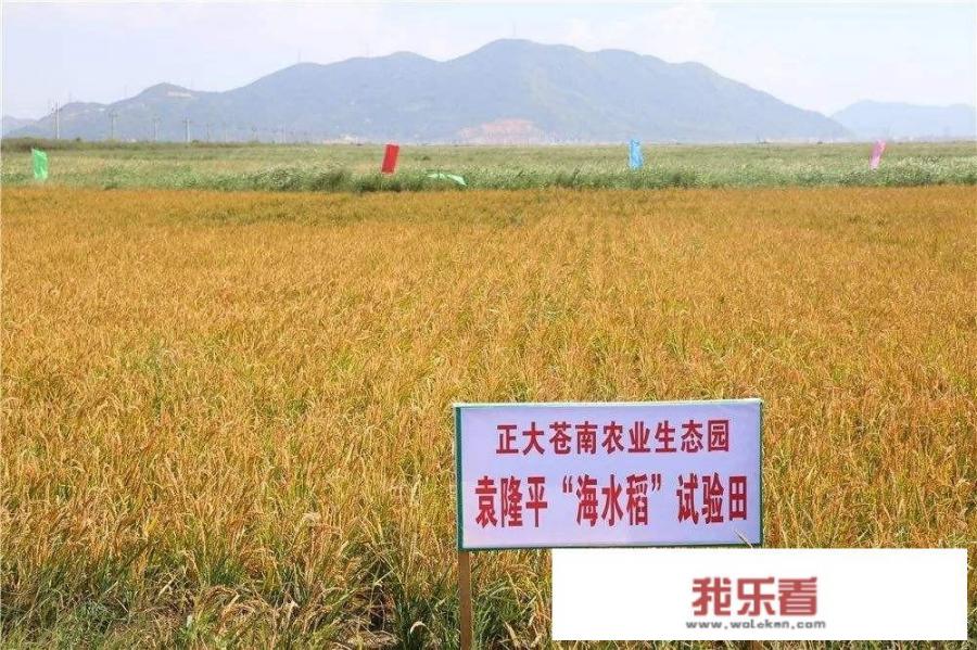 华为与袁隆平合作开发海水稻。你怎样看海水稻经济效益？是否可行？