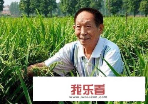 华为与袁隆平合作开发海水稻。你怎样看海水稻经济效益？是否可行？