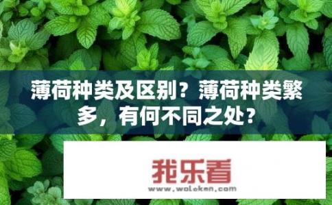 薄荷种类及区别？薄荷种类繁多，有何不同之处？