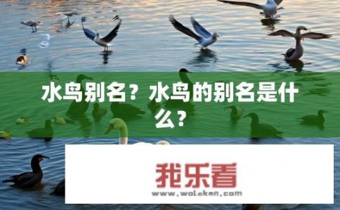 水鸟别名？水鸟的别名是什么？
