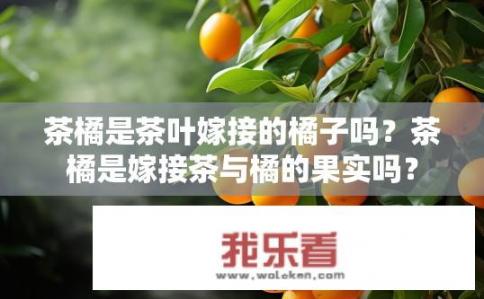 茶橘是茶叶嫁接的橘子吗？茶橘是嫁接茶与橘的果实吗？