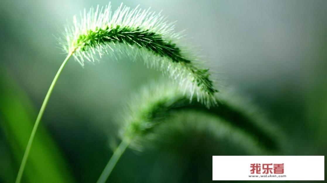 推荐一些护眼又简洁的电脑桌面壁纸？