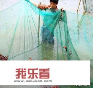 蜕壳是养殖小龙虾重要标志，怎样提高小龙虾蜕壳成功率？