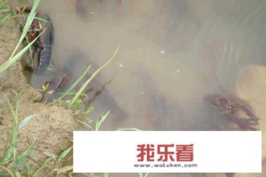 蜕壳是养殖小龙虾重要标志，怎样提高小龙虾蜕壳成功率？