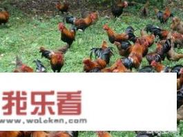 土鸡价格一般多少钱一斤？