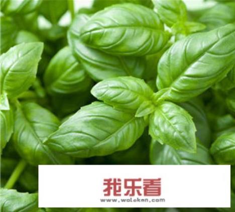 苏子籽怎么吃？